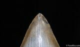 Collector Grade Inch Megalodon Tooth #72-3